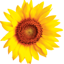 floarea soarelui
